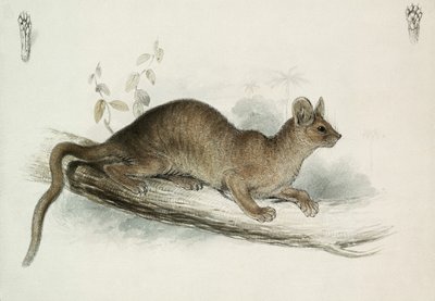 The Polecat, 19th century by Edward Lear